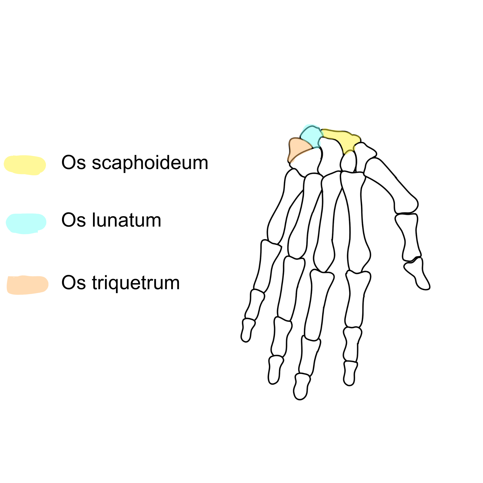 Anatomie hand