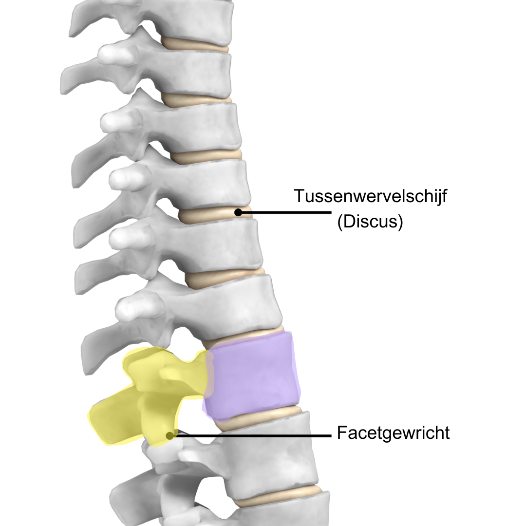 Discus vertebralis