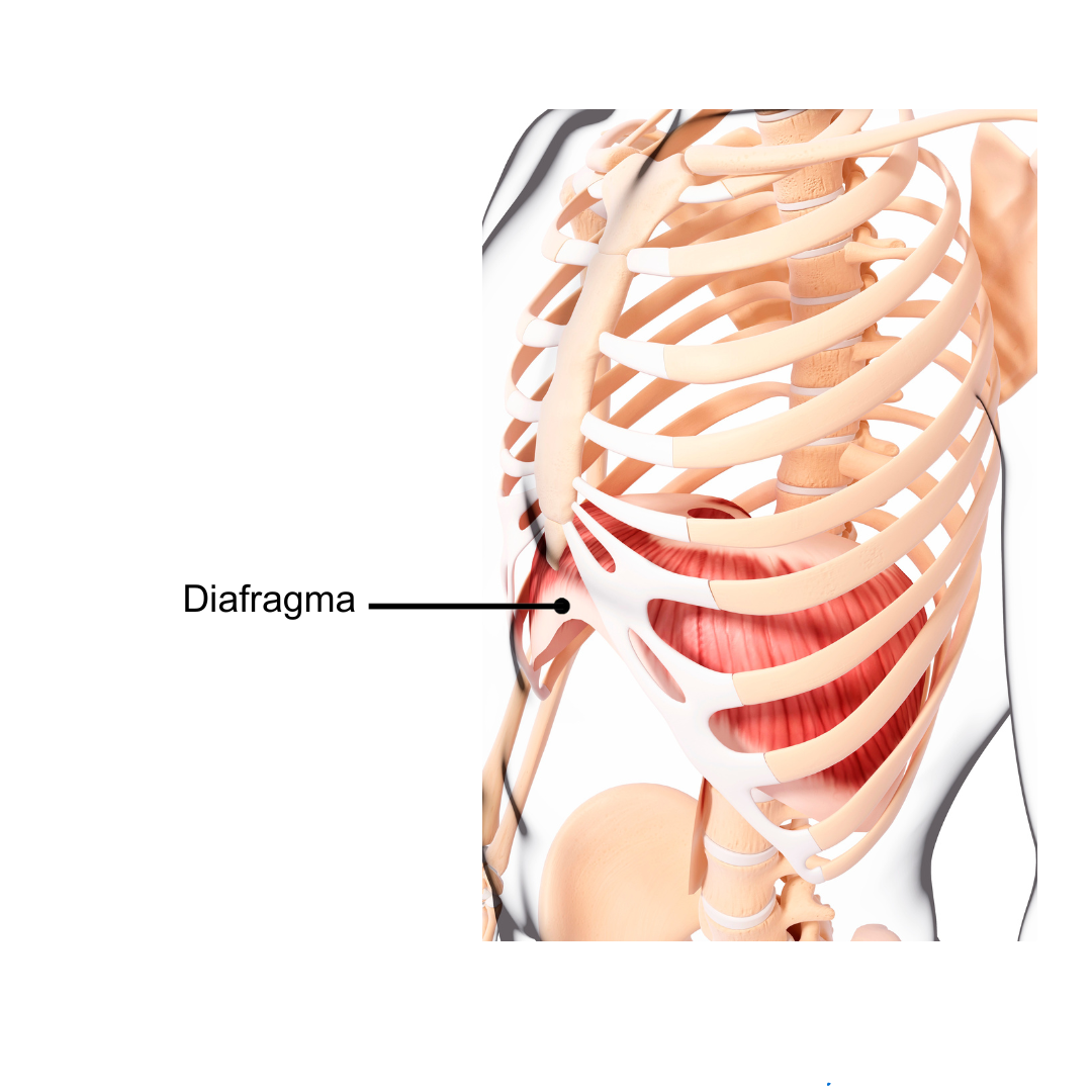 Diafragma