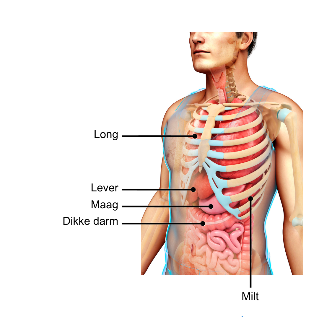 Anatomie thorax