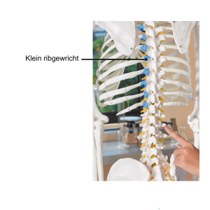 Explosing Ribben Krijg grip op het herstel van een gebroken rib - Revalidatiegids.nl