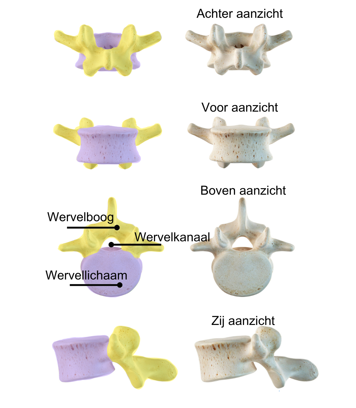 Wervel anatomie