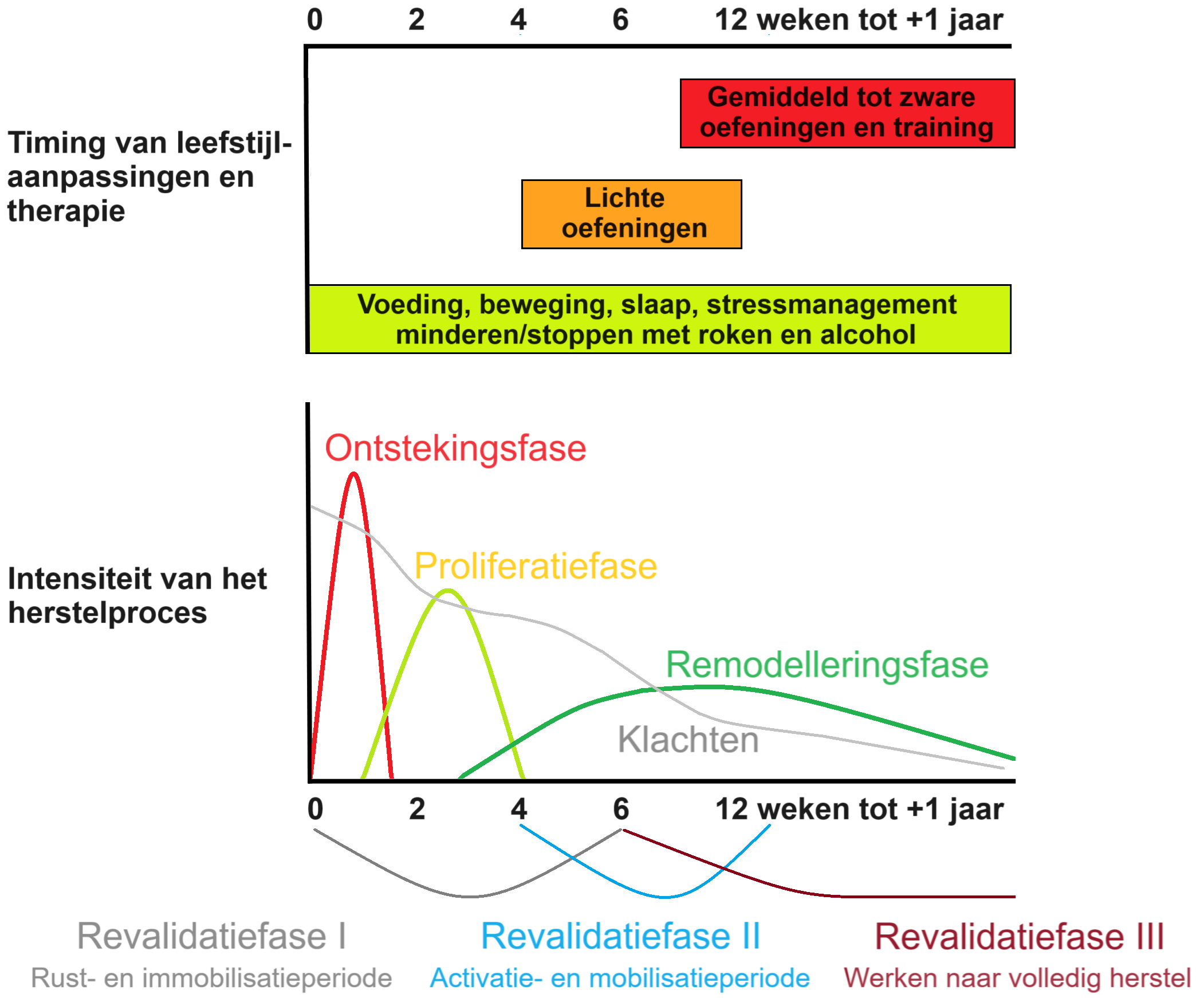Fases van weefselherstel botfractuur